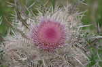 Yellow thistle <BR>Purple thistle